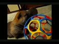 動画:ほっぺvsベア やめてよ~